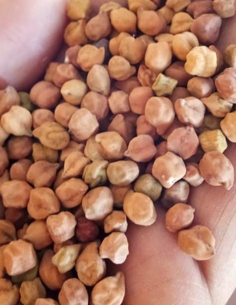 Organic Chana & Chana Dal